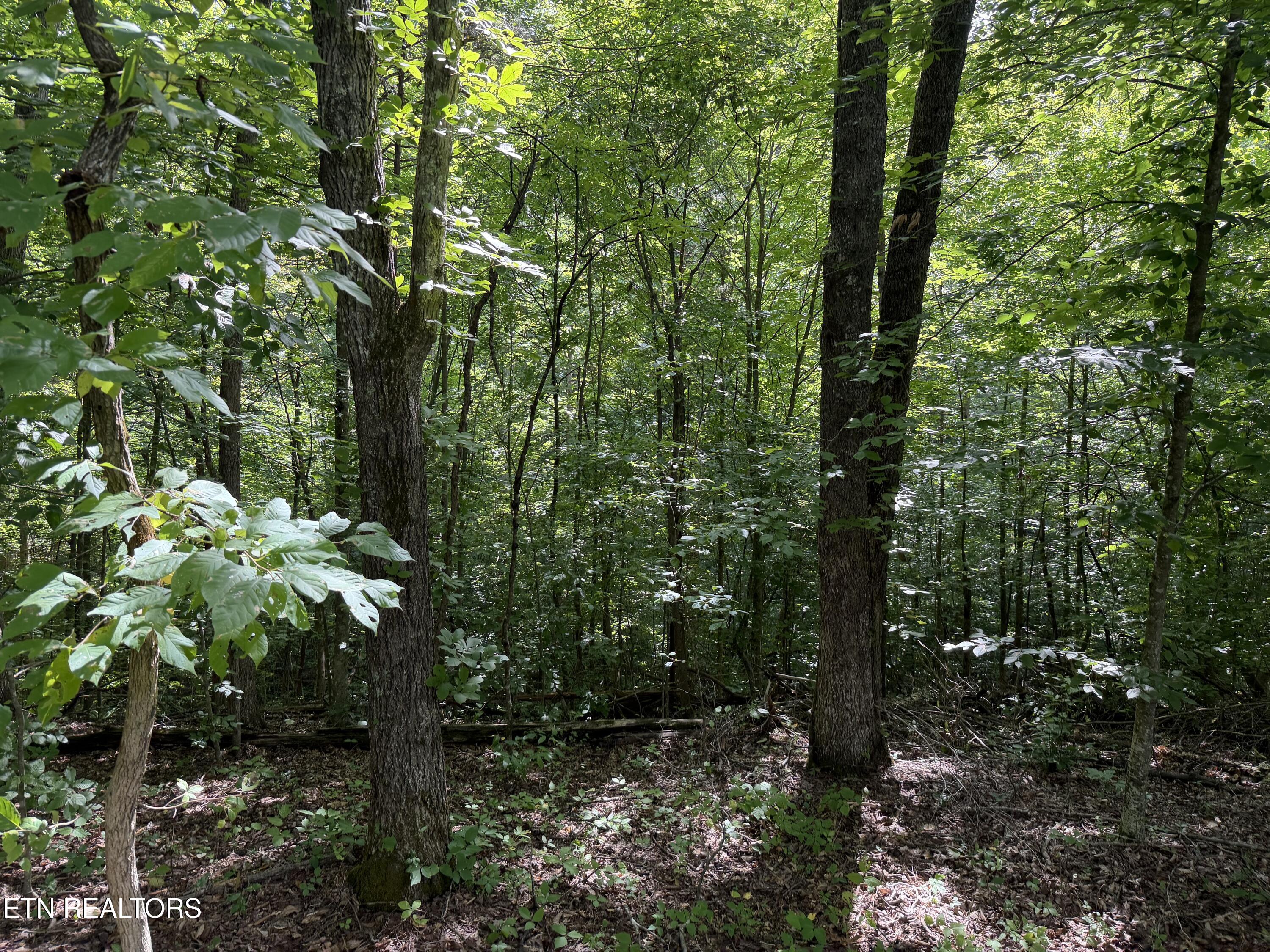 2544 Hinds Creek Road Heiskell, TN 37754 - Photo 7 of 27 IMG_0442