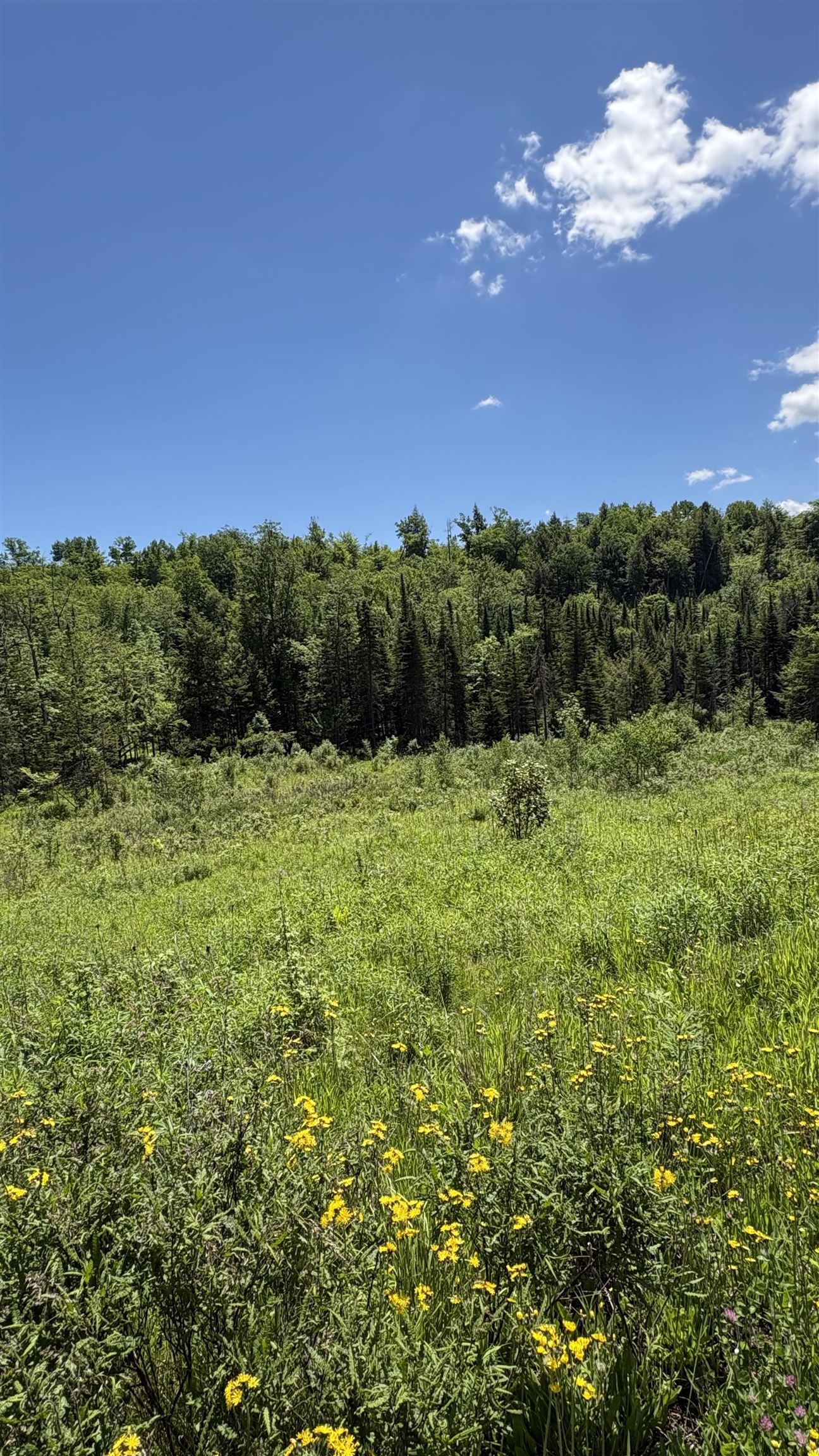 0 Oregon Road, Unit 2 Lyman, NH 03585 - Photo 7 of 8