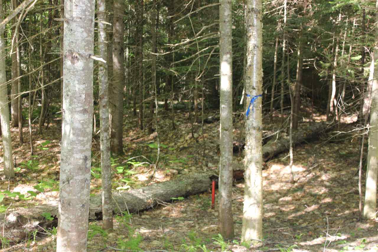 Golding Road, Unit 70151 & 070152 Windham, VT 05359 - Photo 8 of 9