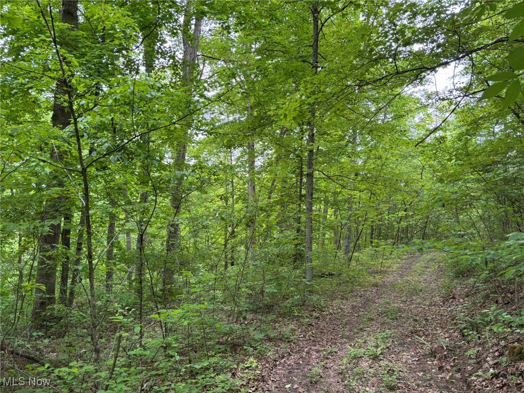 34215 Mt Hope Ridge Road Graysville, OH 45734 - Photo 43 of 50 View of woods