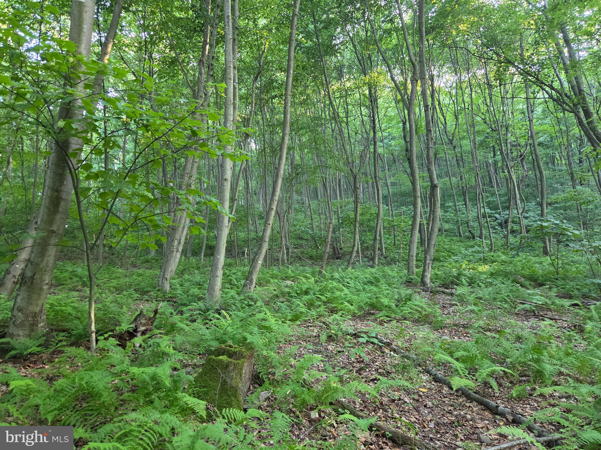 0 Carlisle Gap Road Lewistown, PA 17044 - Photo 24 of 53