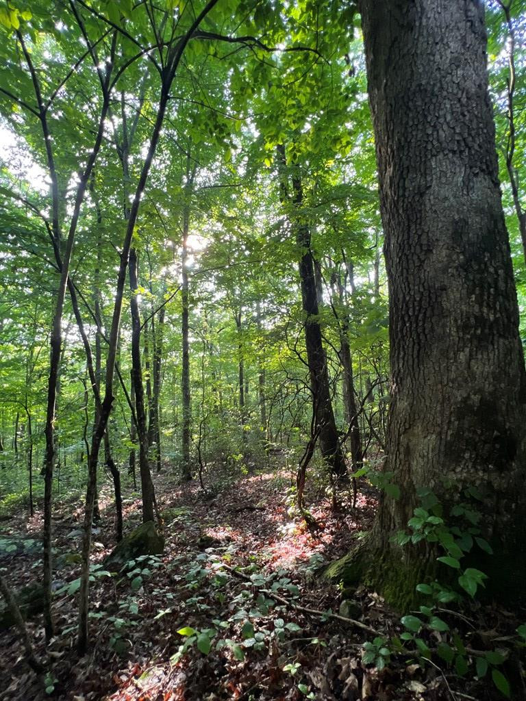 0 Laurel Drive Marble, NC 28905 - Photo 33 of 42
