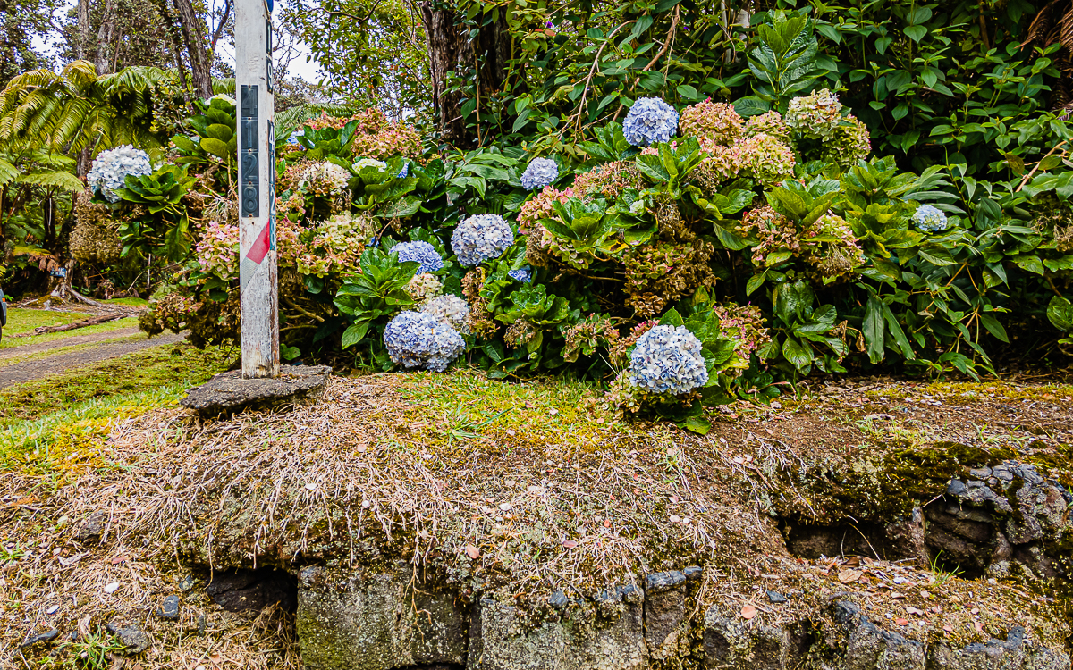 19-4124 Lot Road, Unit 3 Volcano, HI 96785 - Photo 1 of 8 a plant that is in the garden