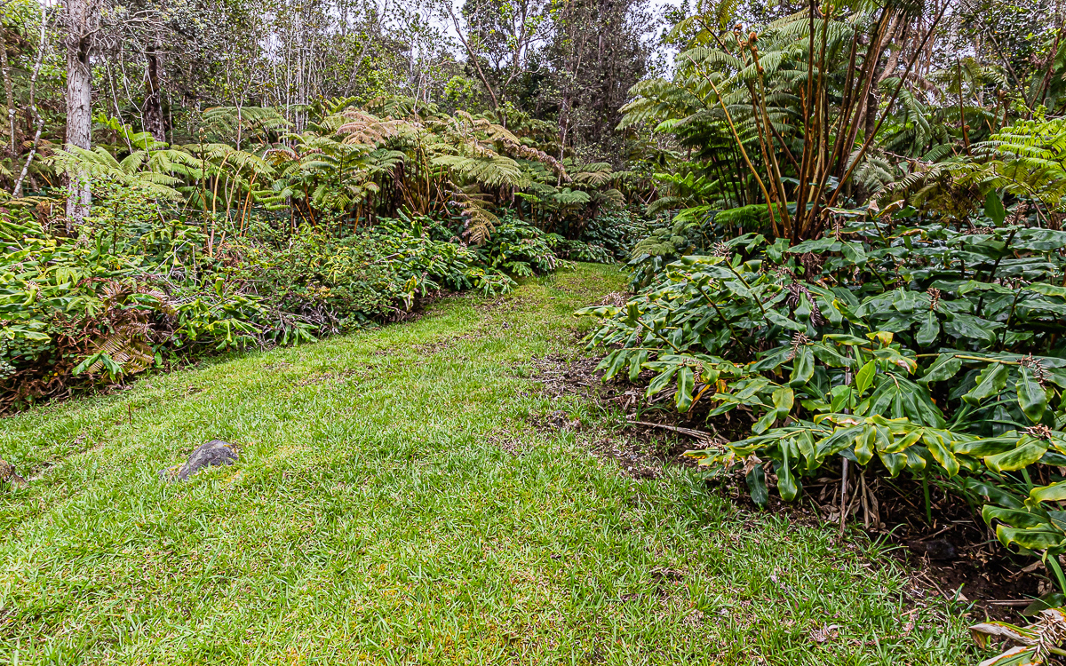 19-4124 Lot Road, Unit 3 Volcano, HI 96785 - Photo 3 of 8 a view of a lush green forest with large trees