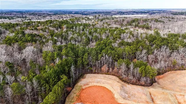 a view of a yard with plants and large trees