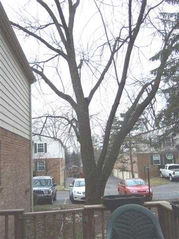 521 East University Drive Rochester, MI 48307 - Photo 6 of 23 31090561-5.JPG