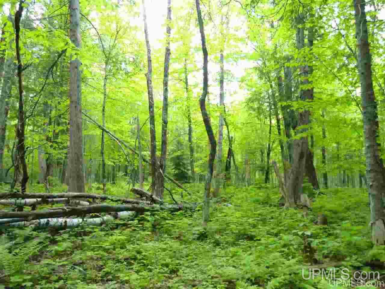 80-acres Dog Patch Road Lanse, MI 49946 - Photo 17 of 50 Gallery Image 17