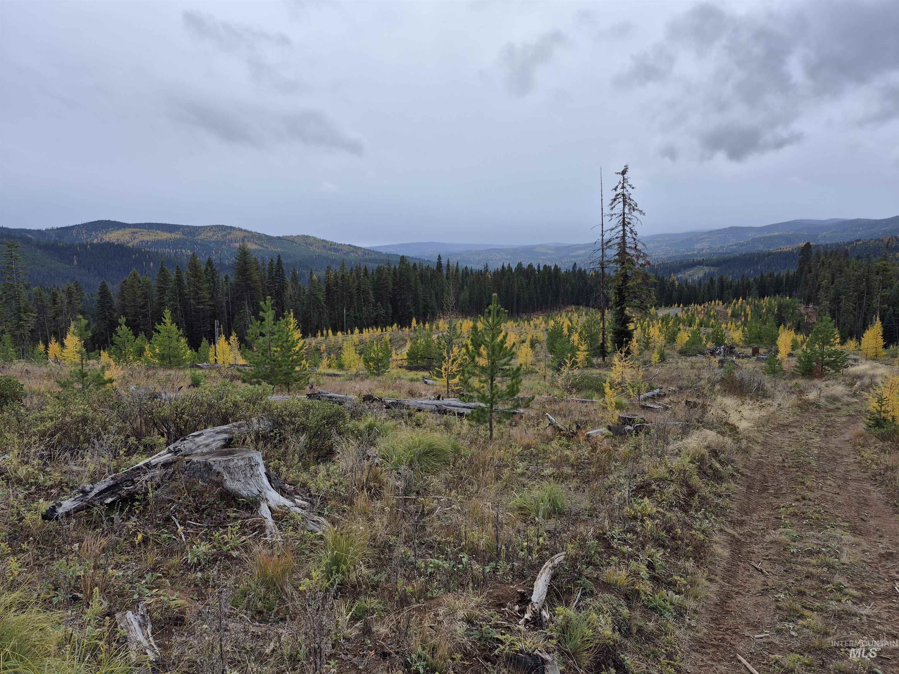 Tbd French Gulch Road, Unit 2 Elk City, ID 83525 - Photo 13 of 16 Mountain view featuring a forest