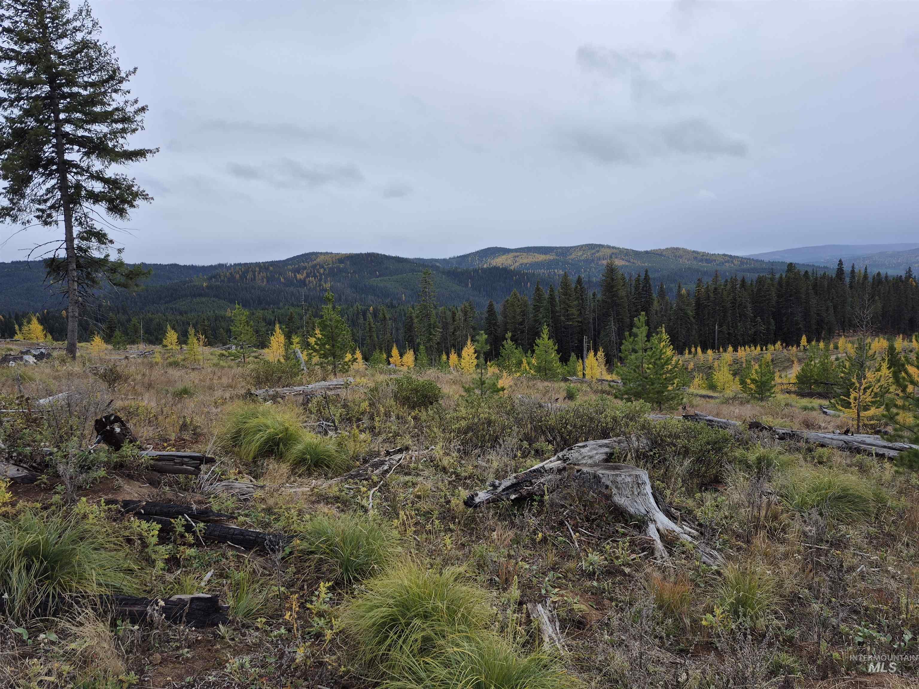 Tbd French Gulch Road, Unit 2 Elk City, ID 83525 - Photo 13 of 23 View of mountain backdrop with a forest