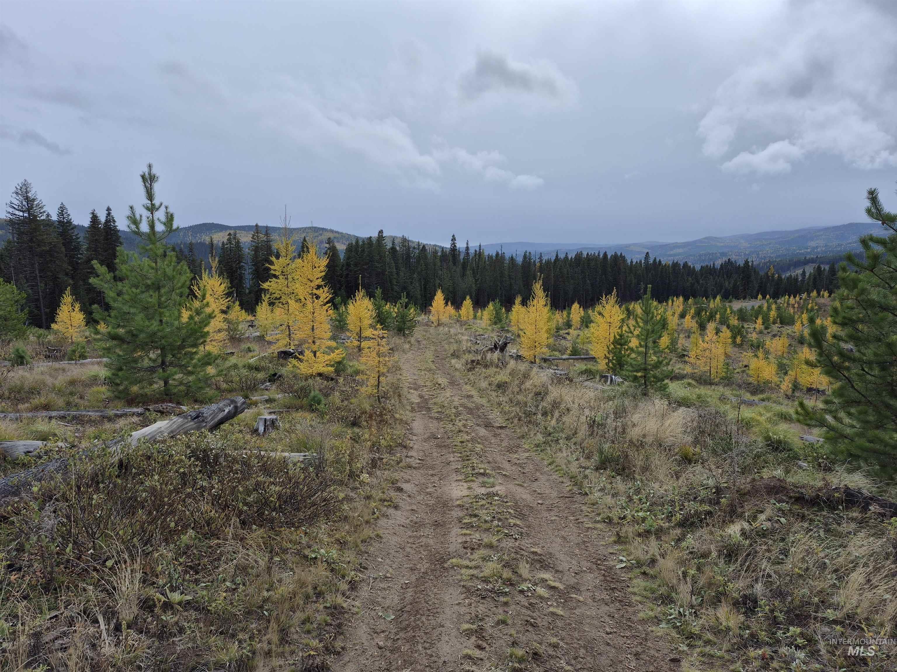 Tbd French Gulch Road, Unit 2 Elk City, ID 83525 - Photo 4 of 23 View of mountain backdrop with a heavily wooded area