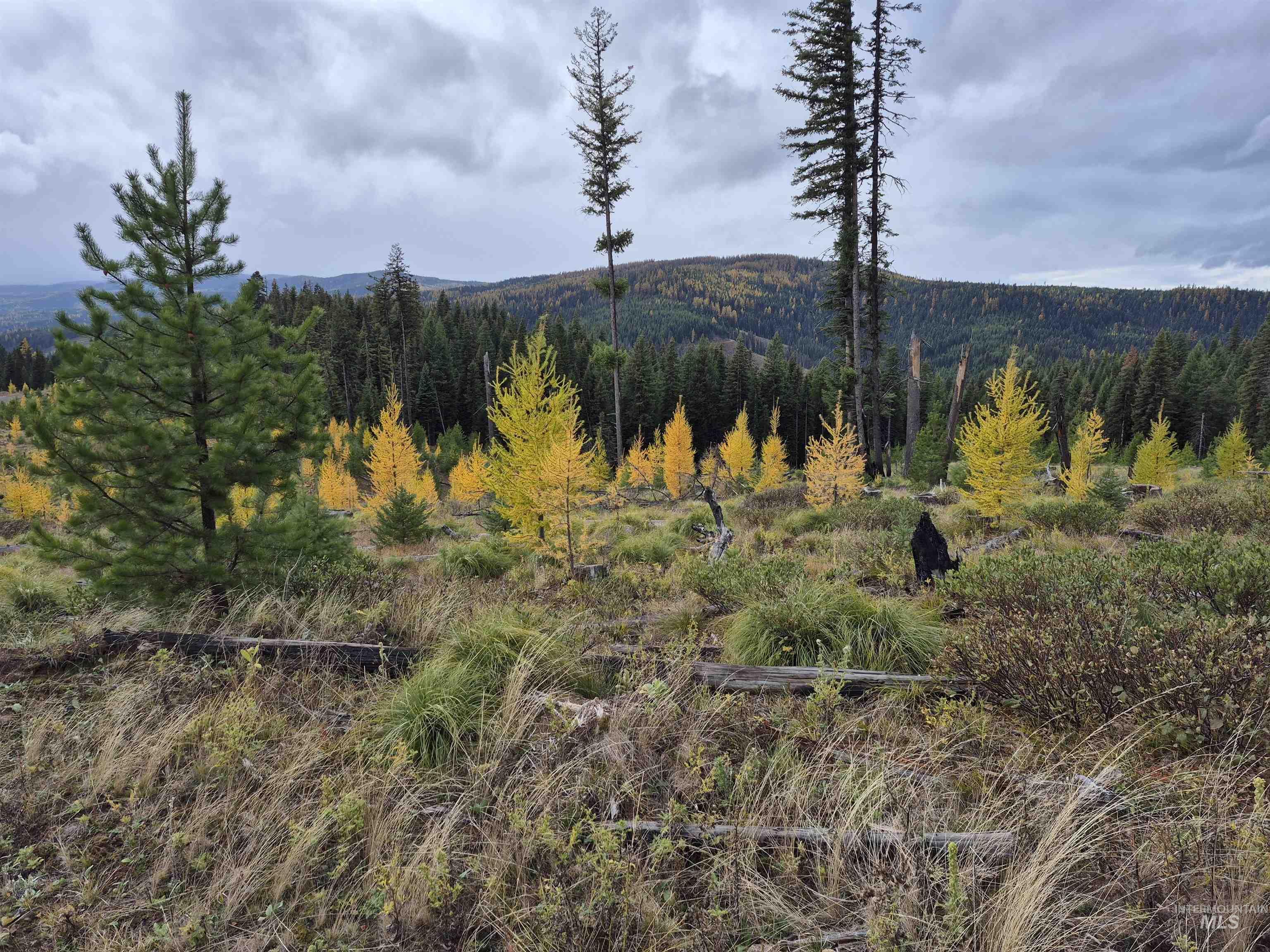 Tbd French Gulch Road, Unit 2 Elk City, ID 83525 - Photo 7 of 16 Mountain view with a heavily wooded area
