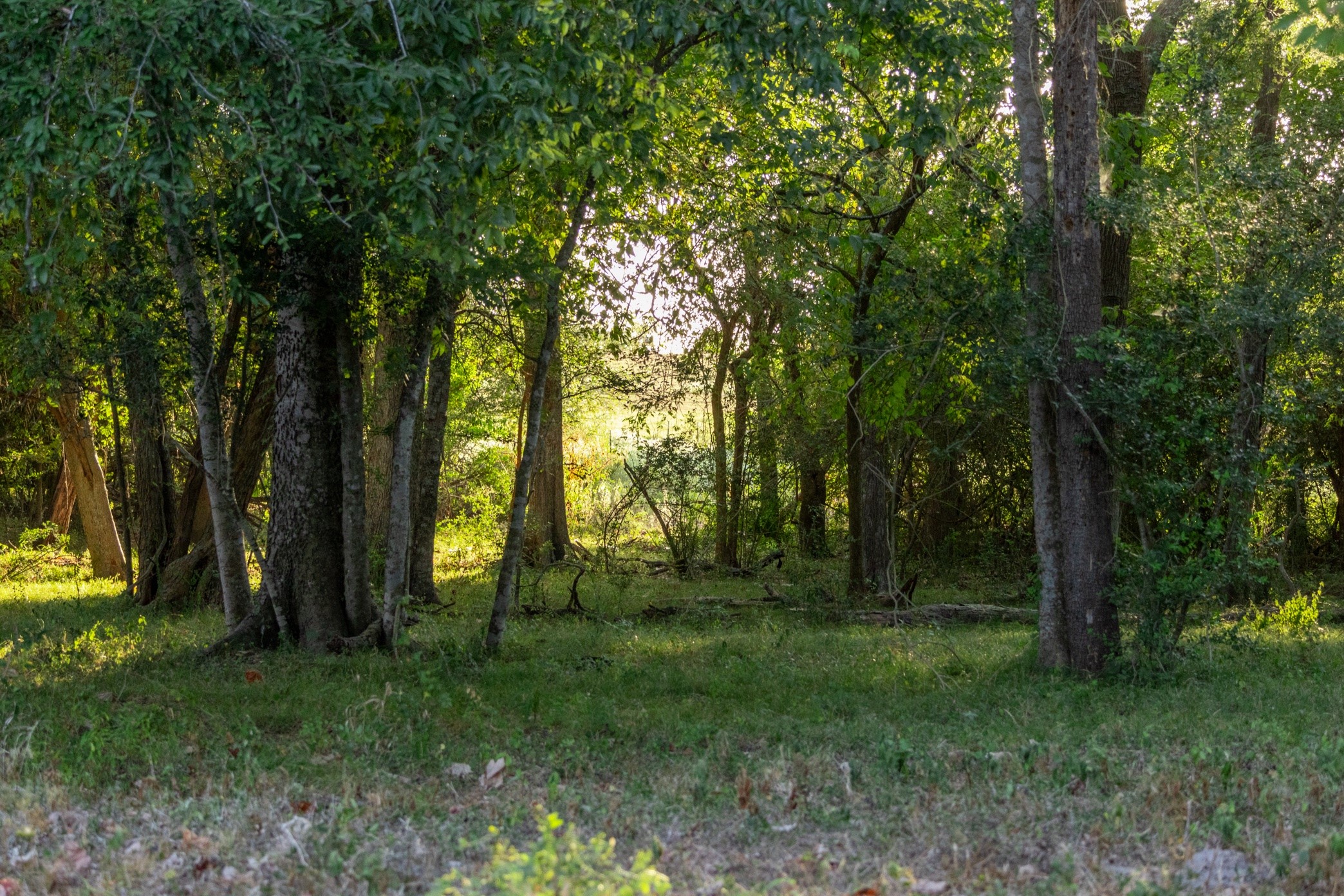12515 Whitman Road Brenham, TX 77833 - Photo 20 of 21