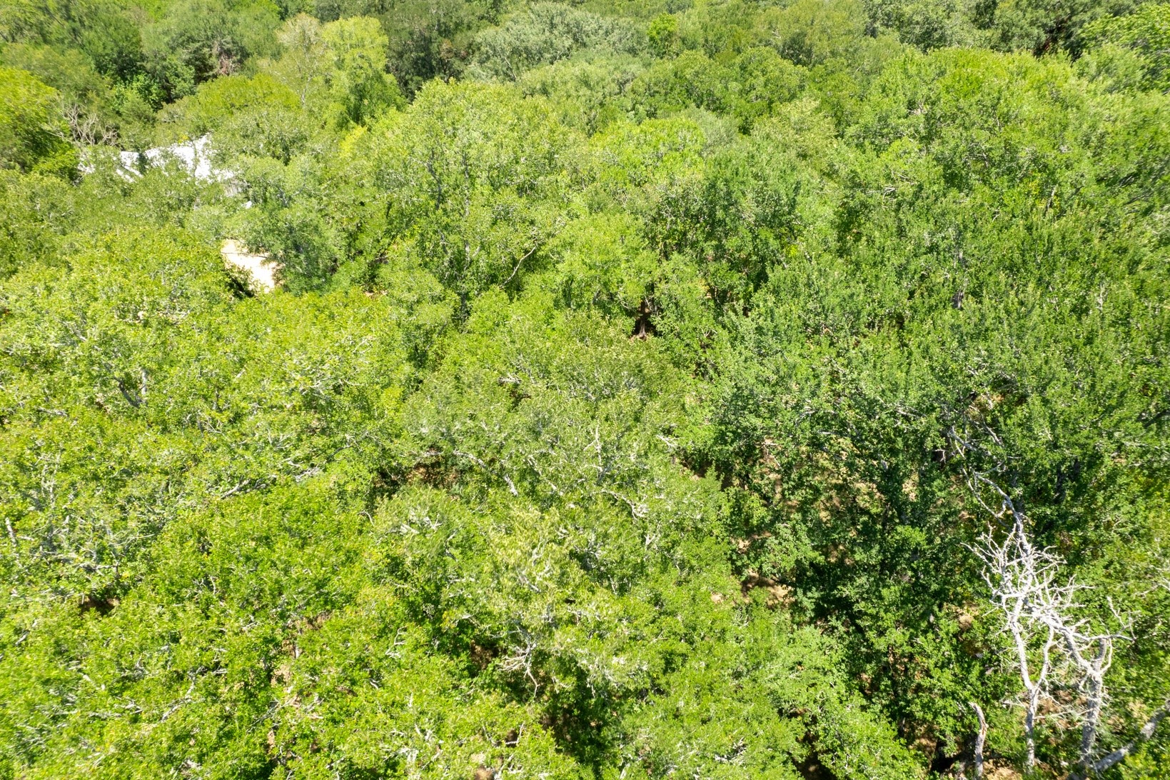 12515 Whitman Road Brenham, TX 77833 - Photo 8 of 21