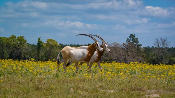 $4,475,000 | 3860 Farm To Market Road 2259, Nacogdoches, TX 75961