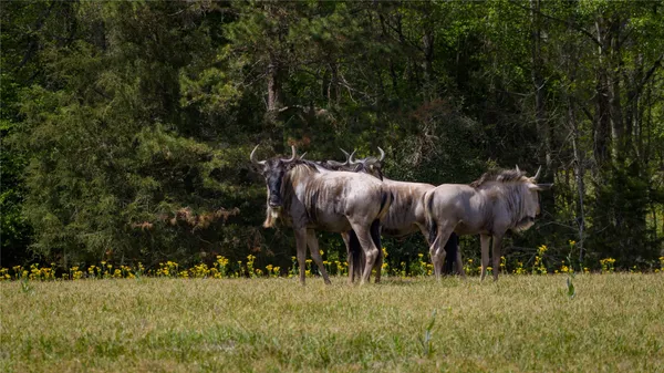 $4,475,000 | 3860 Farm To Market Road 2259, Nacogdoches, TX 75961