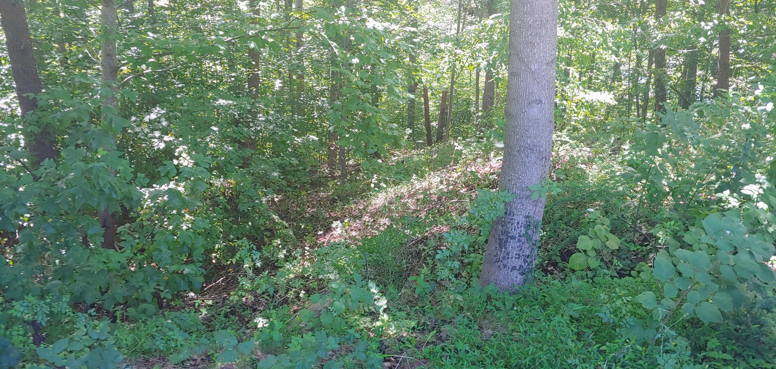Lot 16 Moon Ridge Lane Goodview, VA 24095 - Photo 13 of 41 a view of a garden with plants