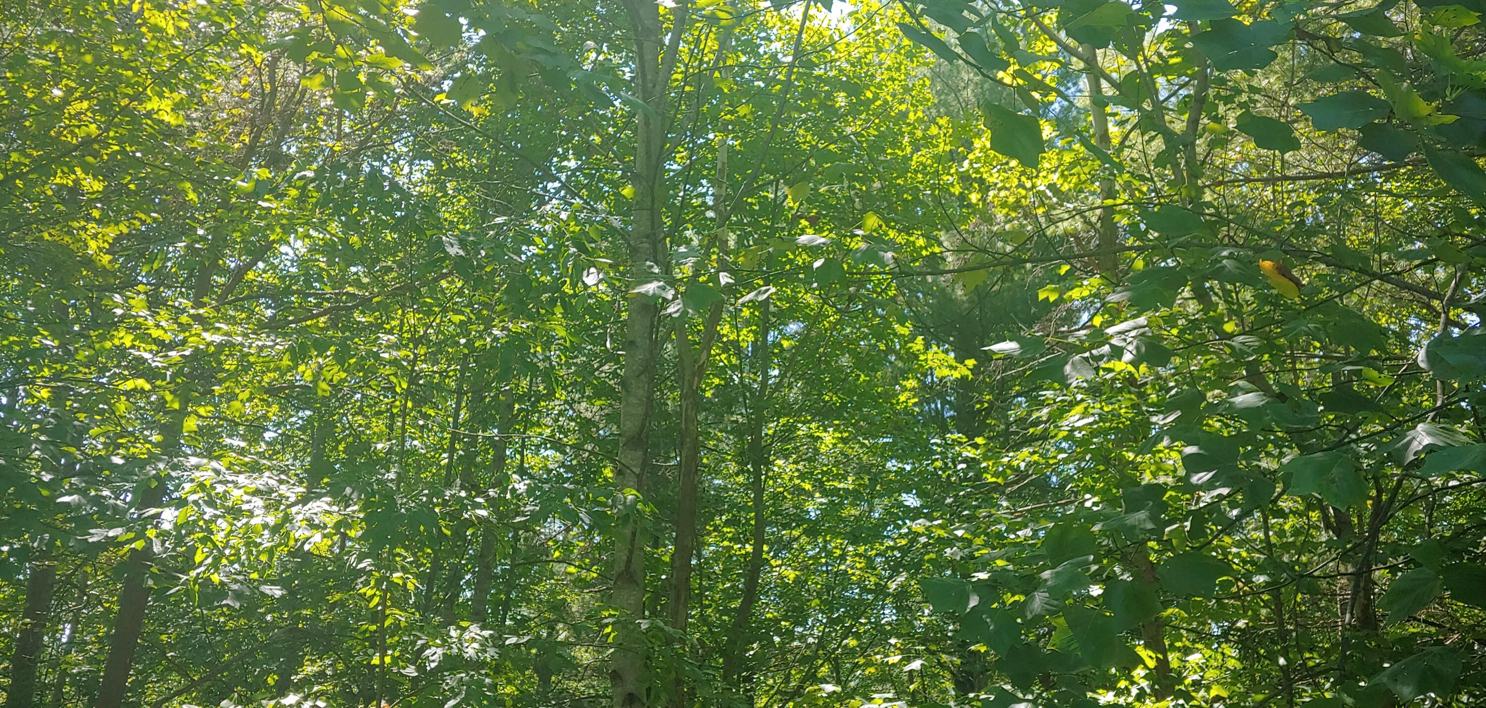 Lot 16 Moon Ridge Lane Goodview, VA 24095 - Photo 15 of 41 a view of a lush green field