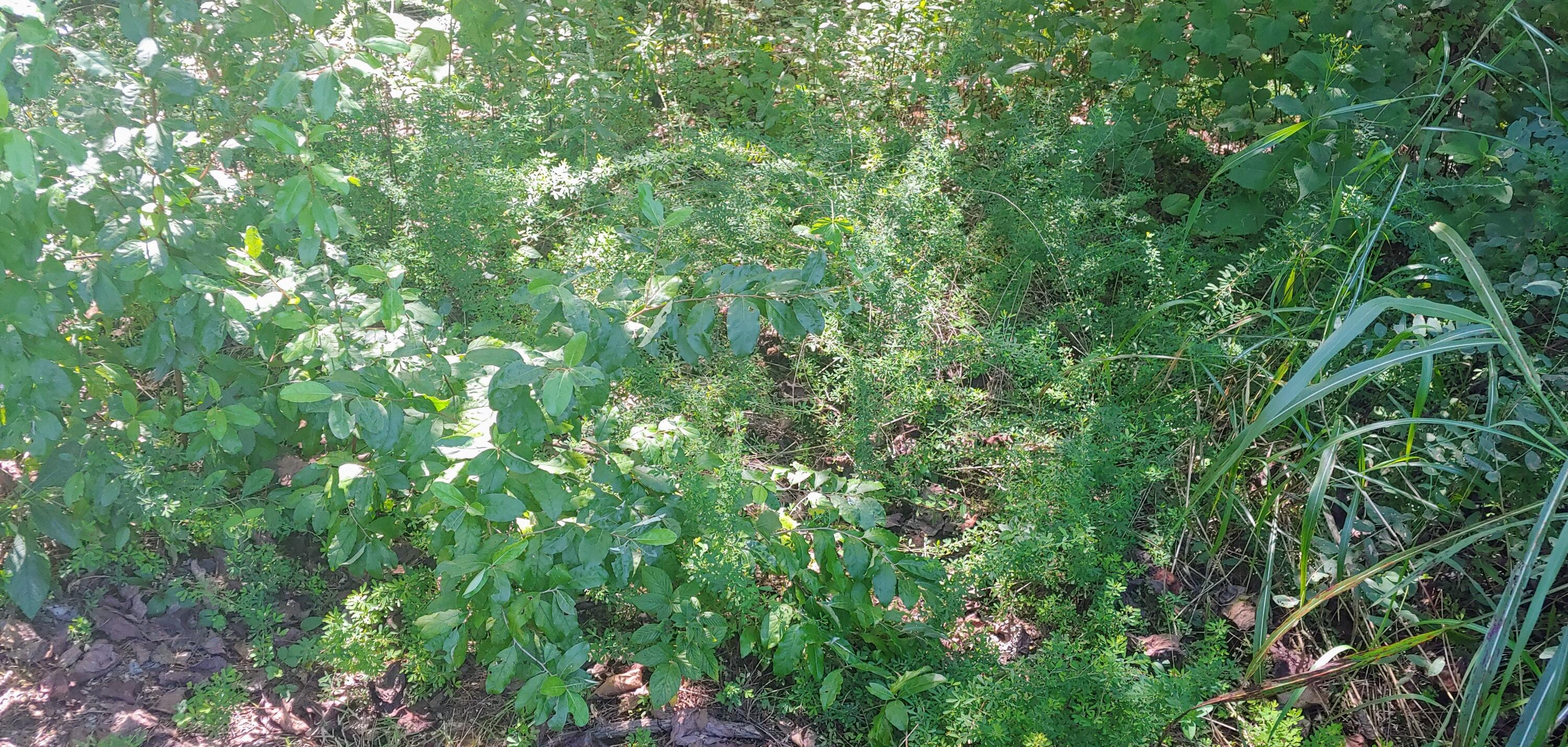 Lot 16 Moon Ridge Lane Goodview, VA 24095 - Photo 16 of 41 a view of a lush green field
