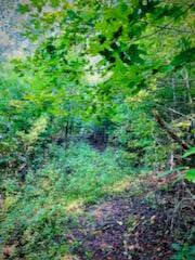 Lot 16 Moon Ridge Lane Goodview, VA 24095 - Photo 27 of 41 a view of a large yard with lots of green space