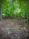 Lot 16 Moon Ridge Lane Goodview, VA 24095 - Photo 28 of 41 a view of a yard with lots of trees