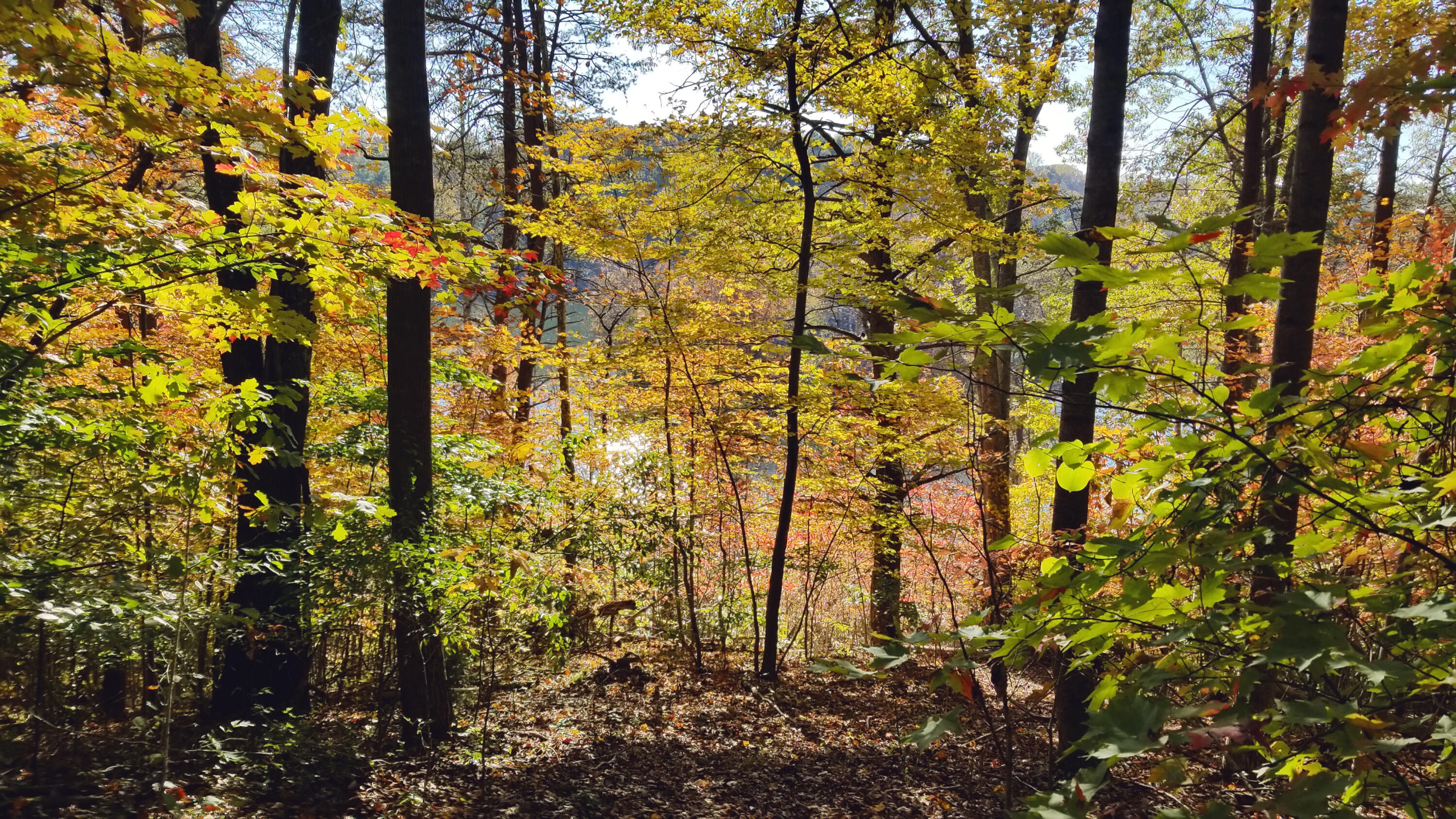 Lot 16 Moon Ridge Lane Goodview, VA 24095 - Photo 3 of 41 a backyard of a building