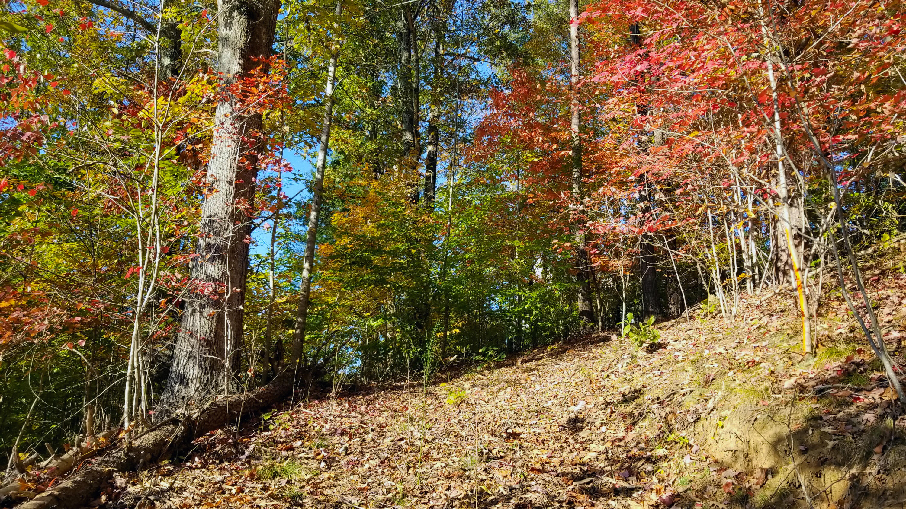 Lot 16 Moon Ridge Lane Goodview, VA 24095 - Photo 34 of 41 a view of a backyard of the house