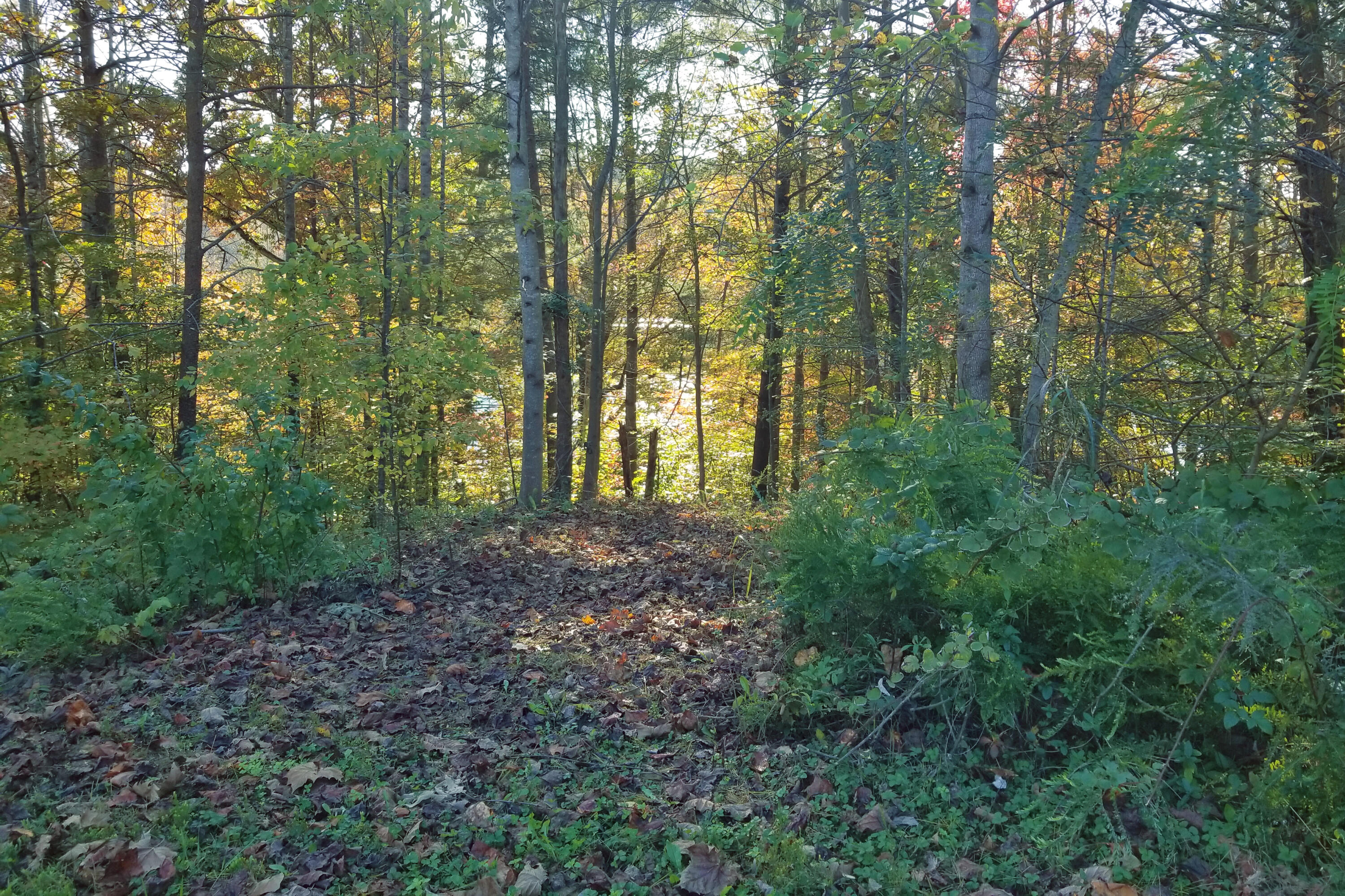 Lot 16 Moon Ridge Lane Goodview, VA 24095 - Photo 38 of 41 a view of outdoor space and green space
