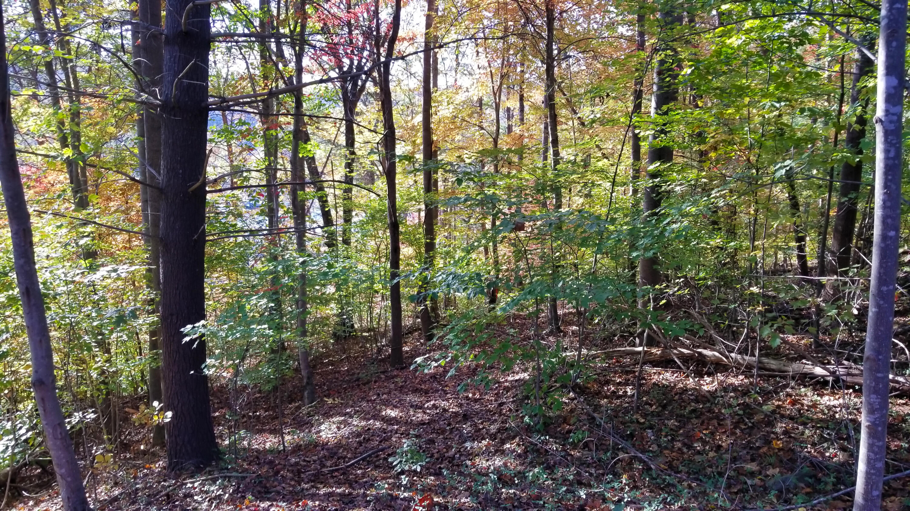 Lot 16 Moon Ridge Lane Goodview, VA 24095 - Photo 40 of 41 a view of forest