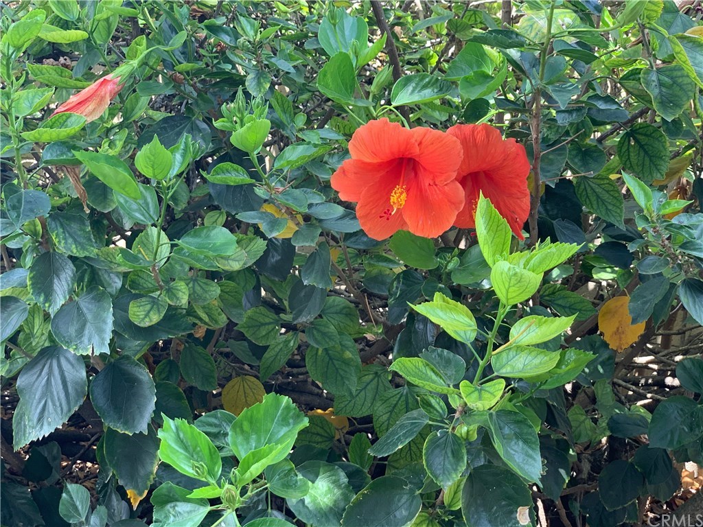 273 Harvard Lane Seal Beach, CA 90740 - Photo 19 of 43 Red, pink and yellow hibiscus adorn the yard.