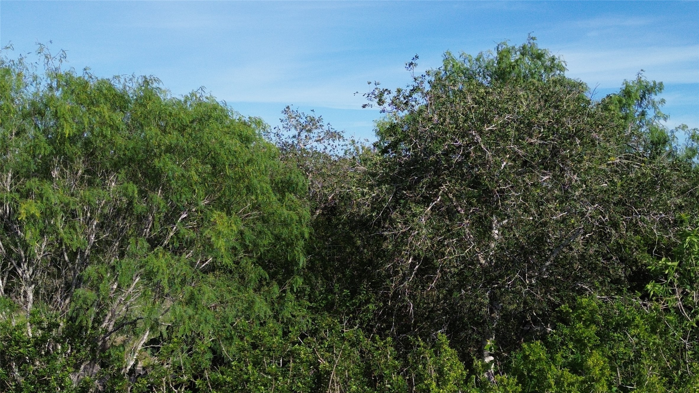 6104 Lucas Road Goliad, TX 77963 - Photo 6 of 32 a view of a plants and trees in a field