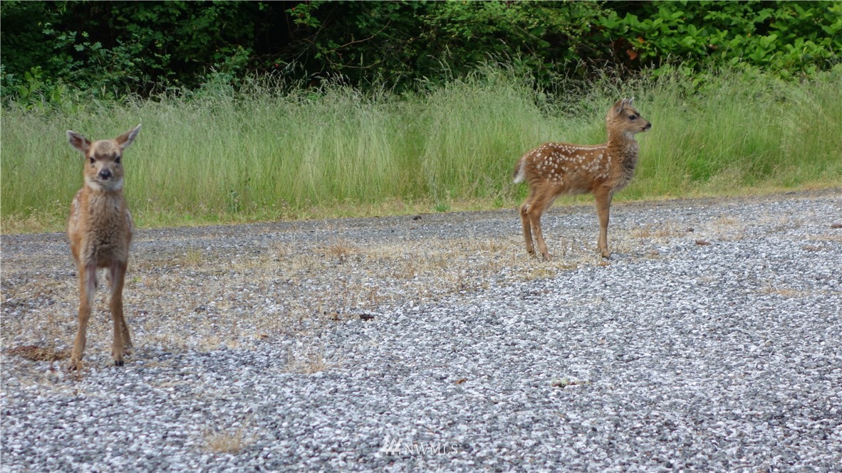 121314 Rum Runner Road Lopez Island, WA 98261 - Photo 23 of 28 Gallery Image 23