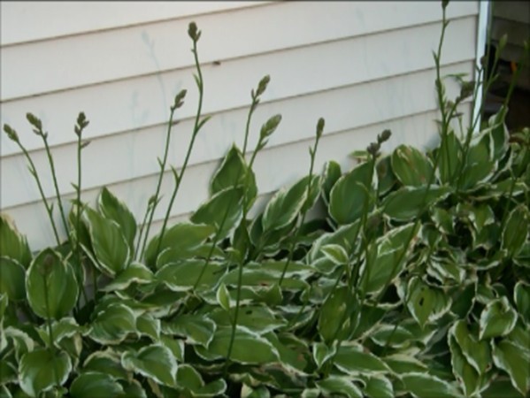 59 Squirrel Island Road Wareham, MA 02576 - Photo 3 of 4 a close up of a plant in a garden