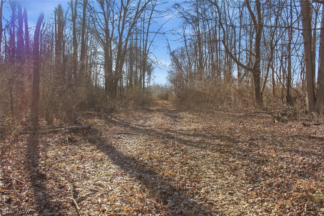 0 Chatham Road Spencer, OH 44275 - Photo 4 of 8 View of local wilderness