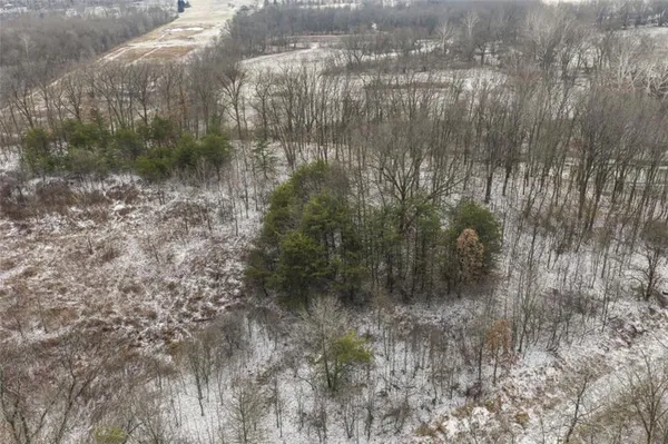 a view of a forest with large trees
