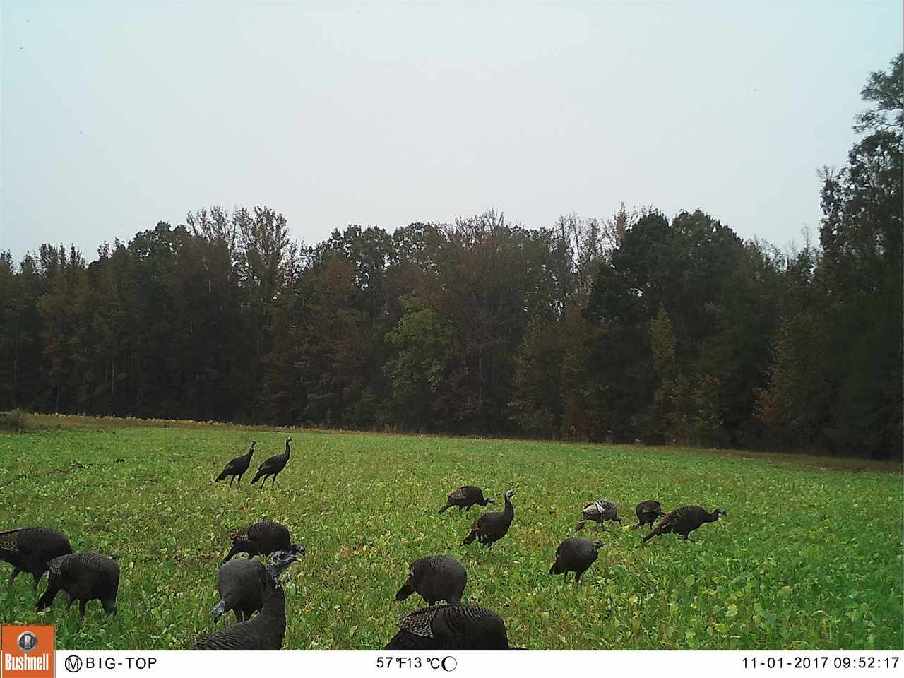885 Burrell Road Goodman, MS 39079 - Photo 13 of 38 Photo 13