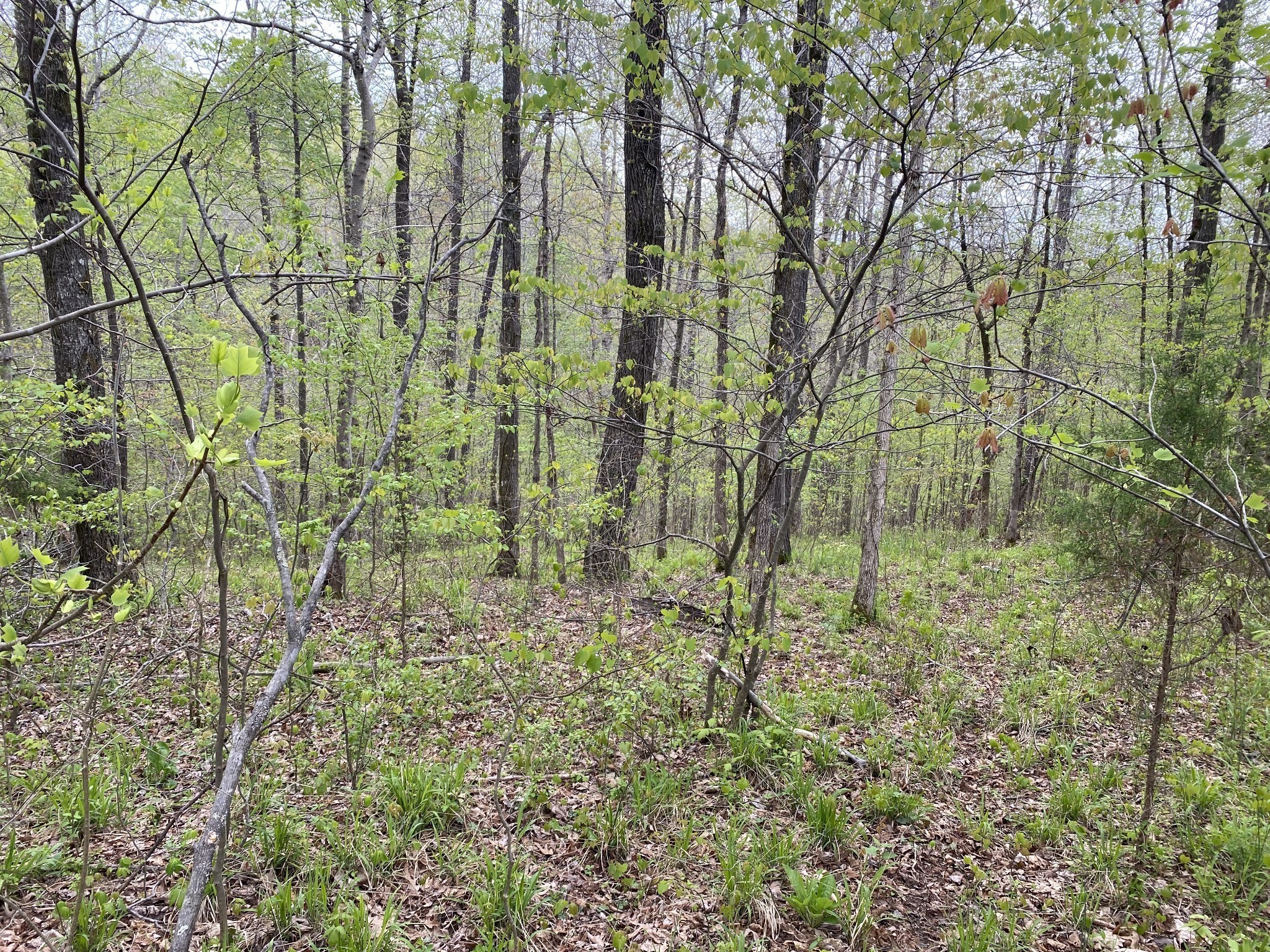 0 Eagle Loop Loretto, TN 38469 - Photo 3 of 7