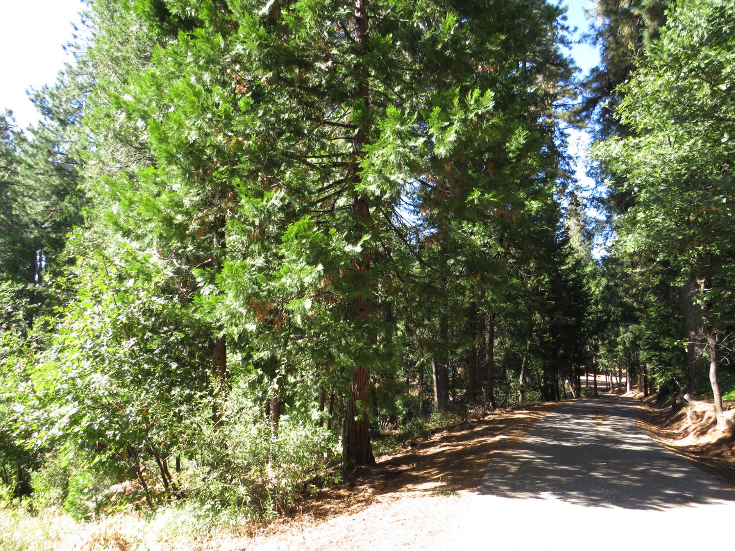172 Sylvan Road Colfax, CA 95713 - Photo 12 of 19 a view of road with trees