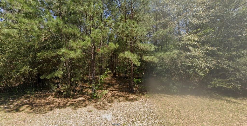 0 Middle Pkwy Drive Conroe, TX 77302 - Photo 1 of 5 a view of a forest with trees