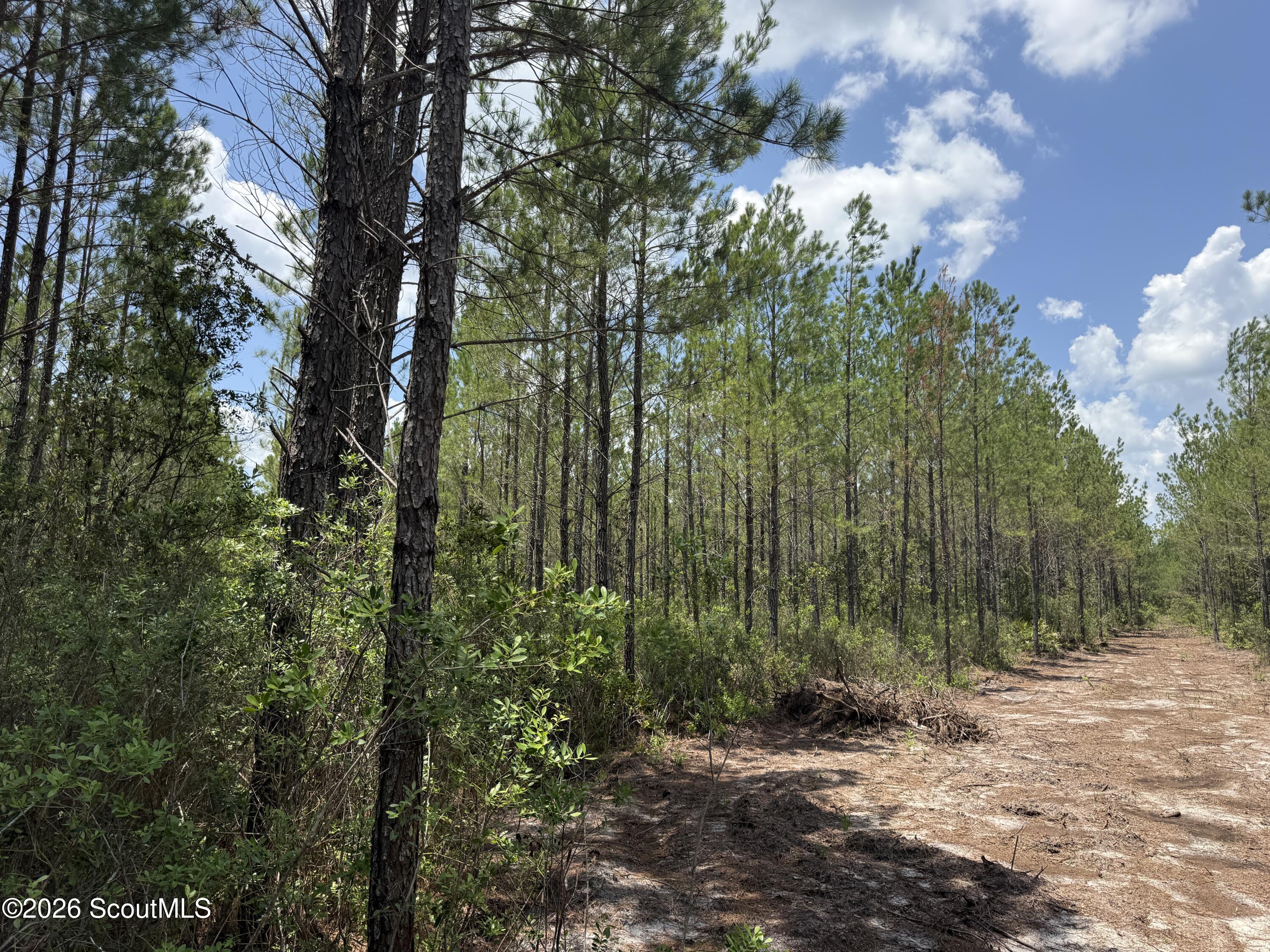 Lot 7 Corbitt Road, Unit LOT 7 Manor, GA 31550 - Photo 7 of 8 IMG_8045