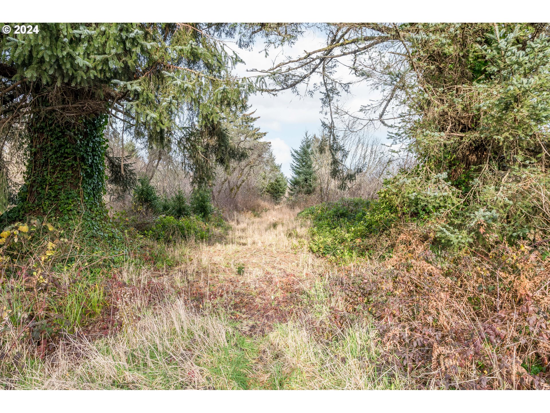 2990 40th Street Long Beach, WA 98631 - Photo 12 of 13 a view of a yard