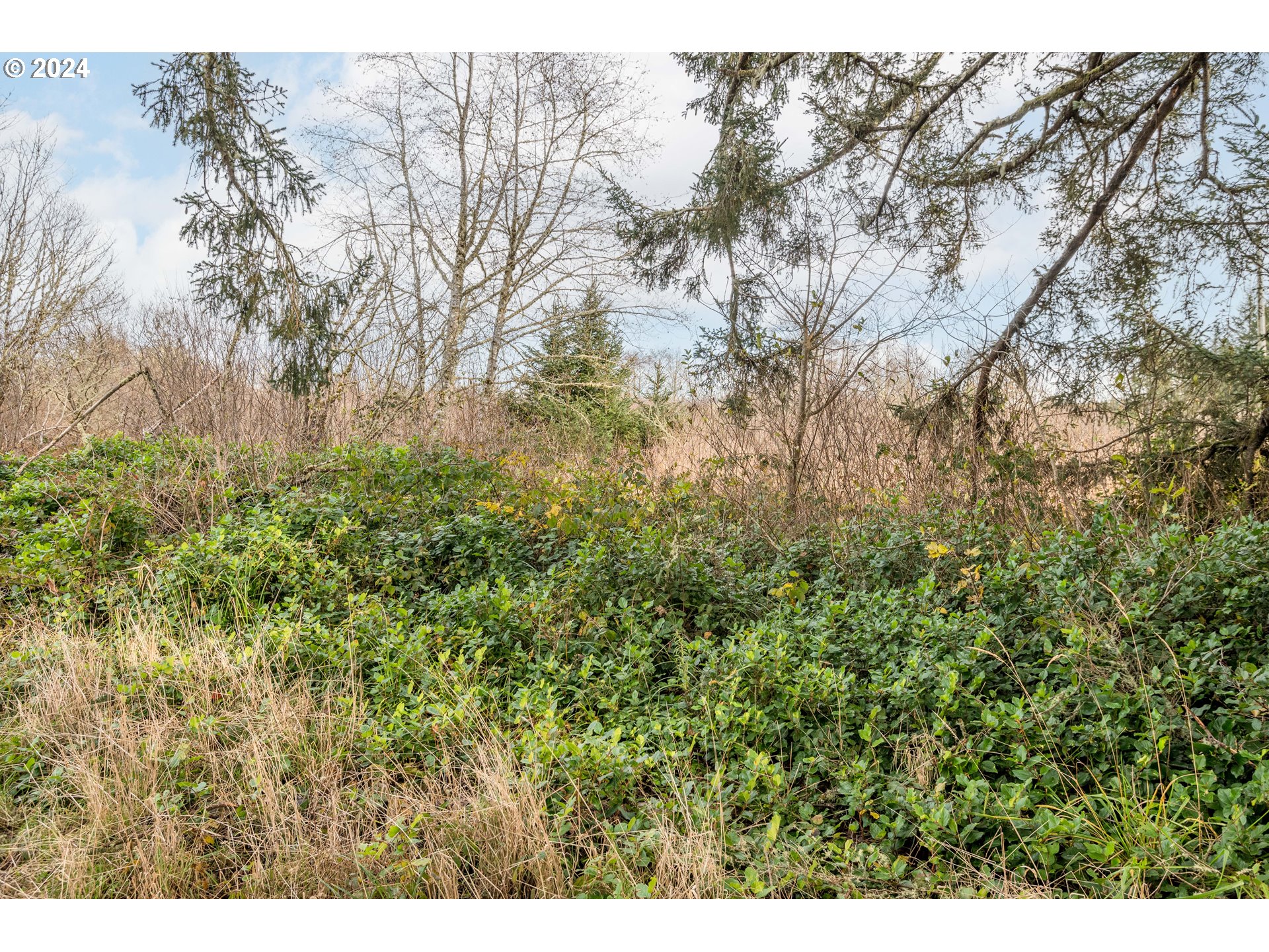 2990 40th Street Long Beach, WA 98631 - Photo 3 of 13 a view of a large yard with lots of bushes