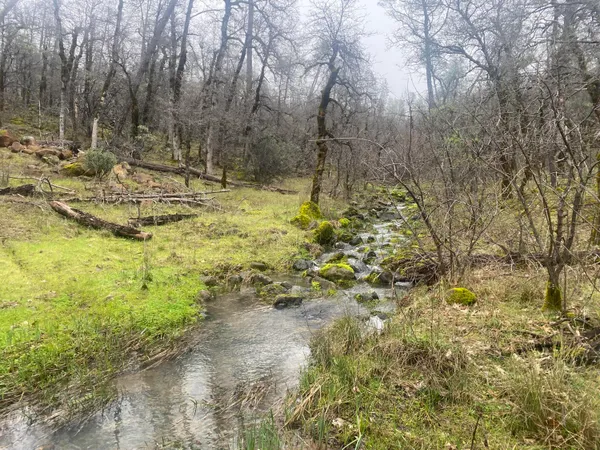 a view of a yard with trees