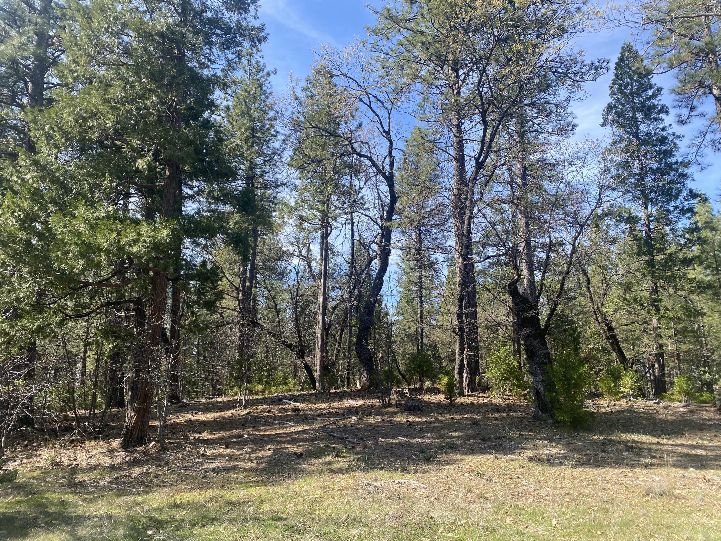 0 Arrow Point Drive Oak Run, CA 96069 - Photo 3 of 14 Beautiful Trees