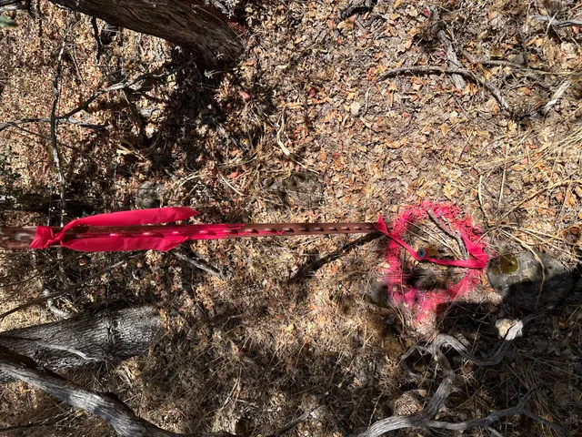 a view of a yard with large trees