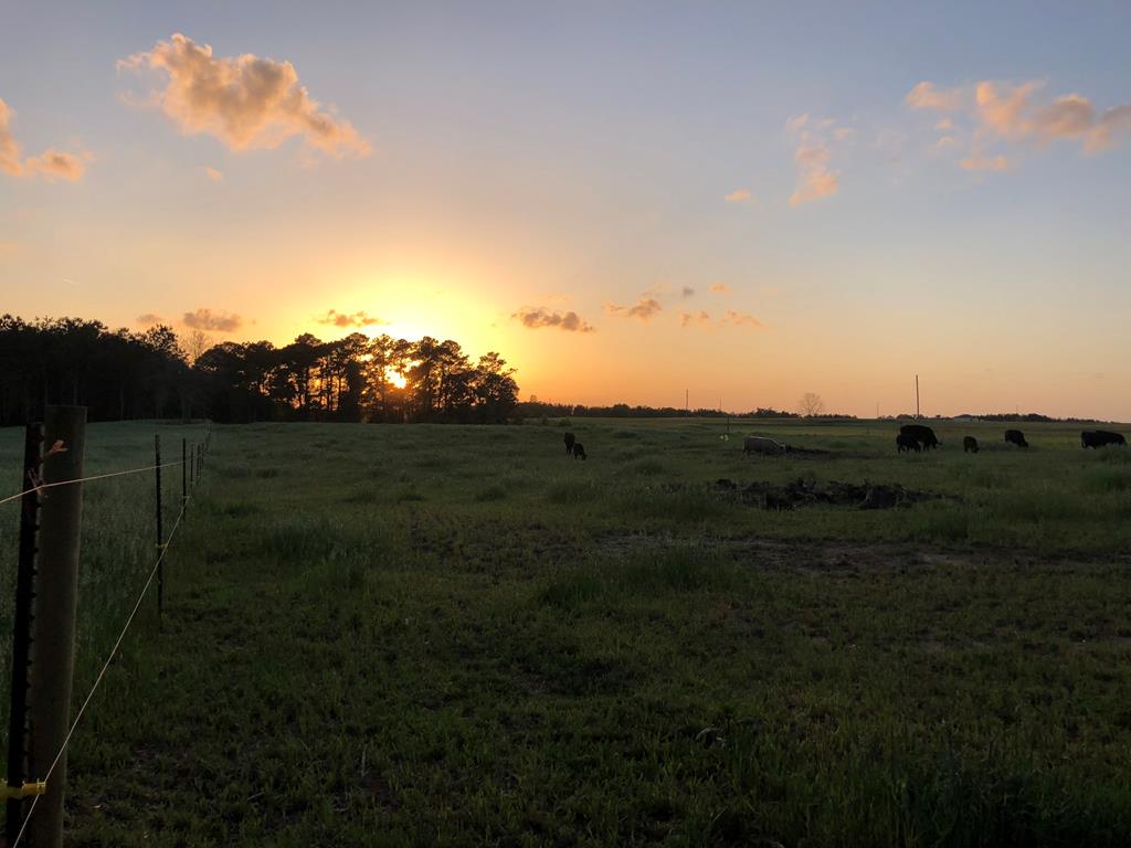 0 Co Road Abbeville, AL 36310 - Photo 1 of 53