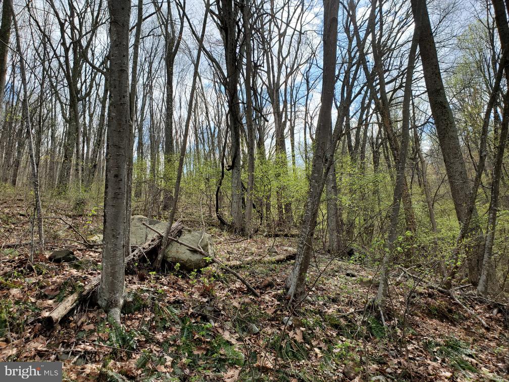 Lot 14 Walnut Tree Road Front Royal, VA 22630 - Photo 3 of 7