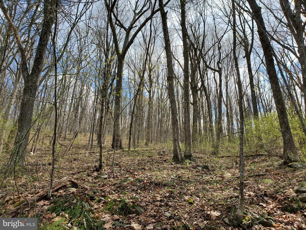 Lot 14 Walnut Tree Road Front Royal, VA 22630 - Photo 4 of 7