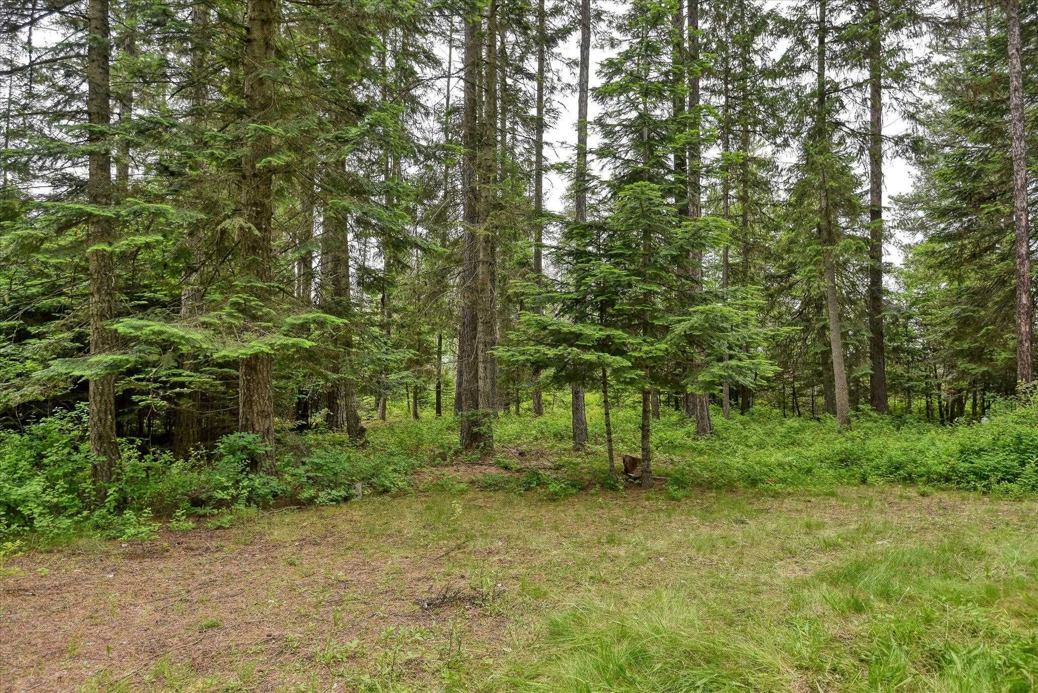 442 Levitch Road Newport, WA 99156 - Photo 19 of 50