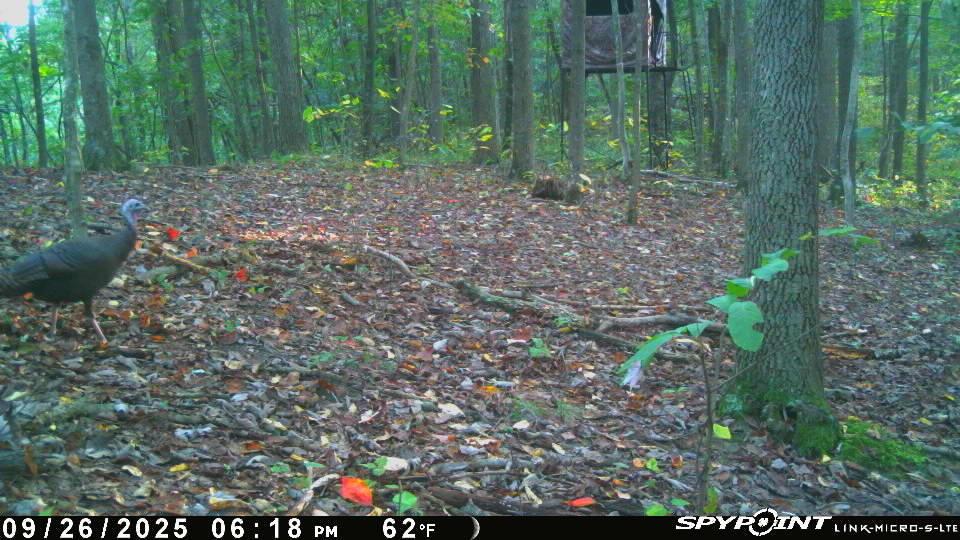 33509 Clipner Road Londonderry, OH 45647 - Photo 39 of 46 Image-1