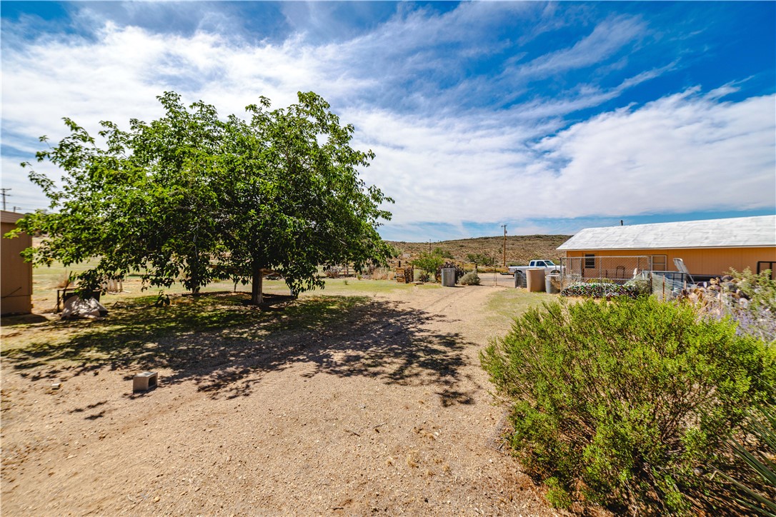 9769 North Rose Quartz Road Chloride, AZ 86431 - Photo 49 of 91 a view of a yard with large trees